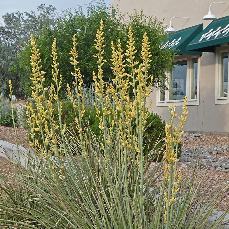 Yellow Flowering Texas Yucca (Hesperaloe) - Image 2