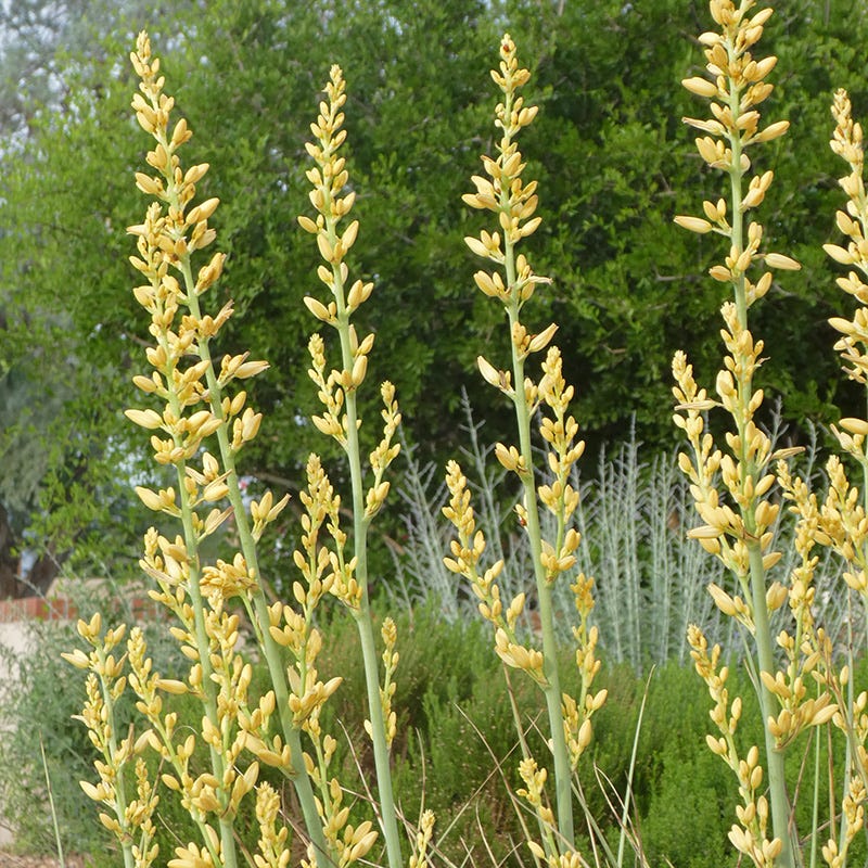 Yellow Flowering Texas Yucca (Hesperaloe) - Image 4