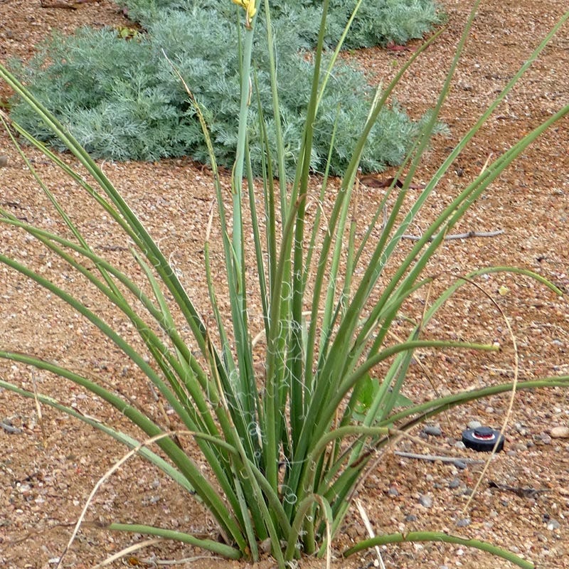 Yellow Flowering Texas Yucca (Hesperaloe) - Image 5