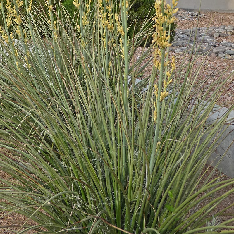 Yellow Flowering Texas Yucca (Hesperaloe) - Image 6
