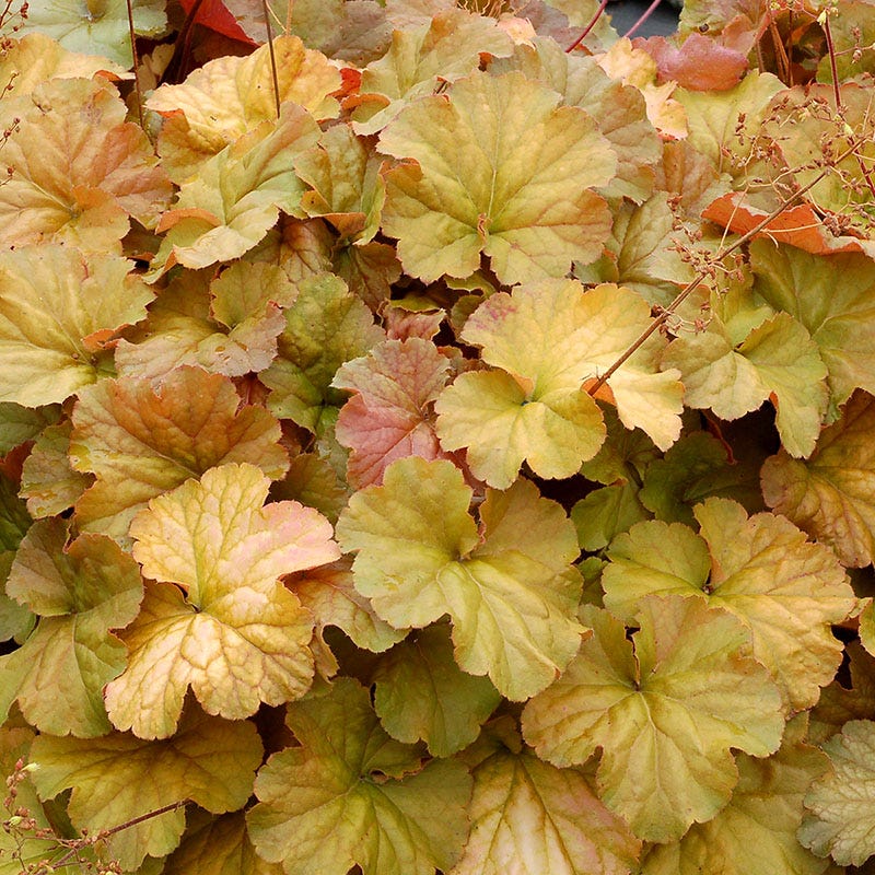 Northern Exposure™ Amber Coral Bells - Image 2