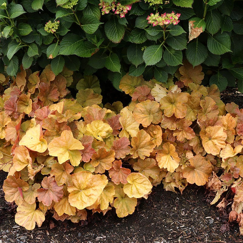 Northern Exposure™ Amber Coral Bells - Image 4