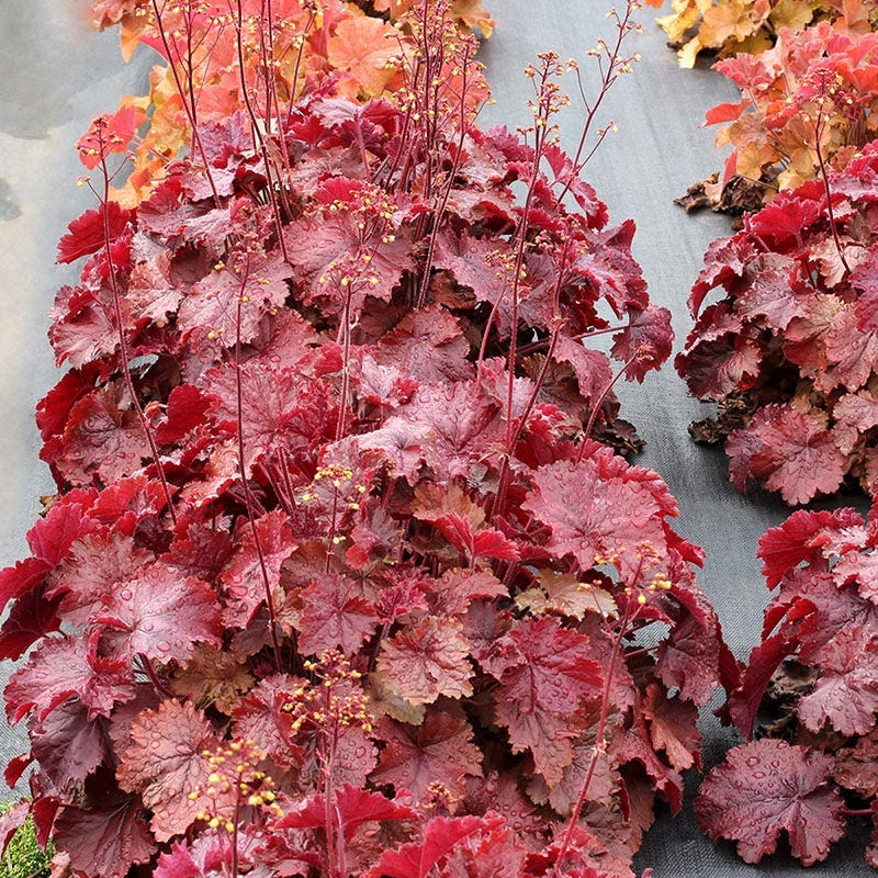Northern Exposure™ Red Coral Bells - Image 2