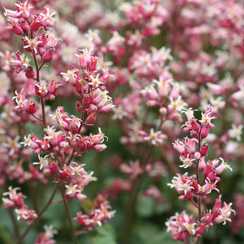 Sandia Coral Bells - Image 2