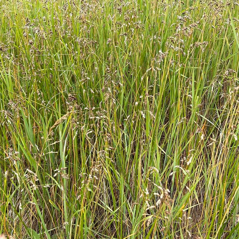 Sweetgrass - Image 3