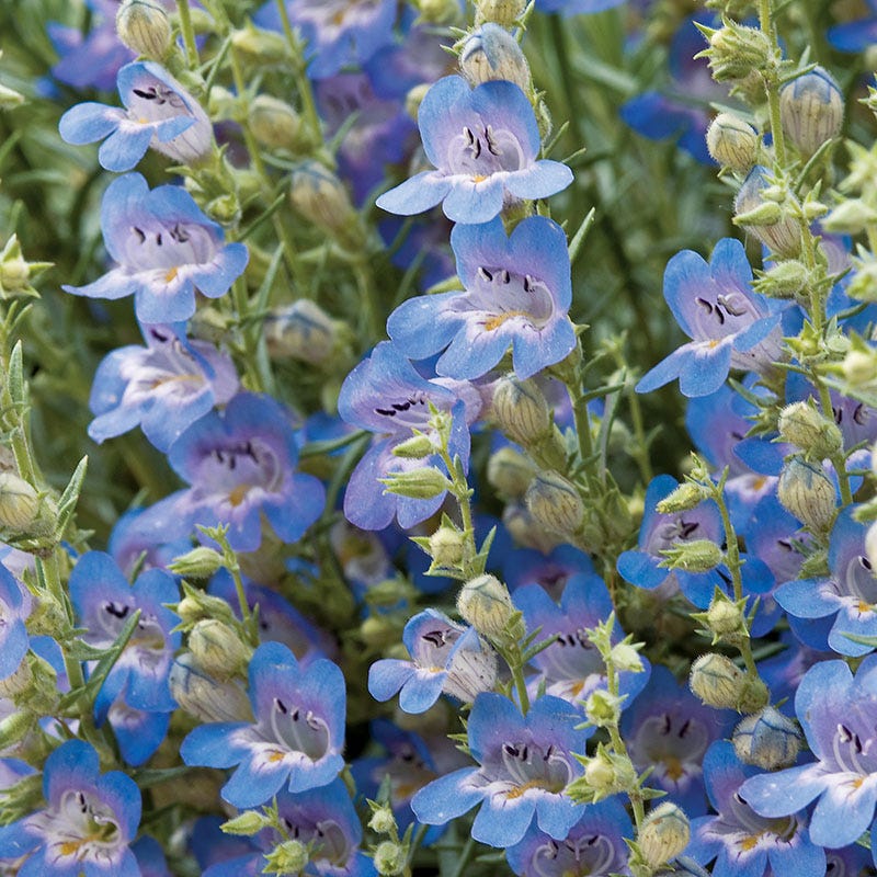 High Country Gardens Signature Collection - Image 4