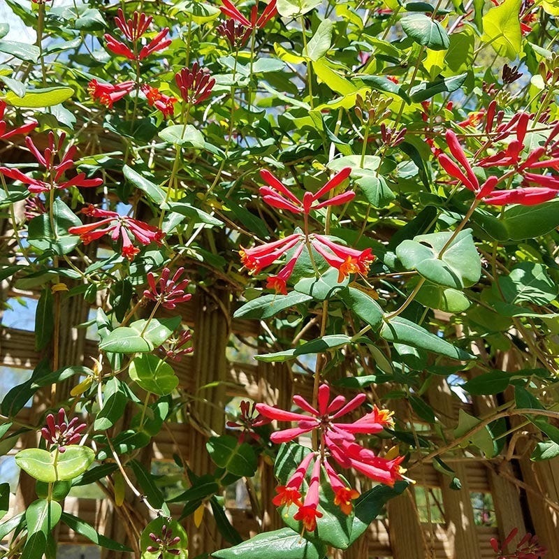 Major Wheeler Honeysuckle Vine - Image 8