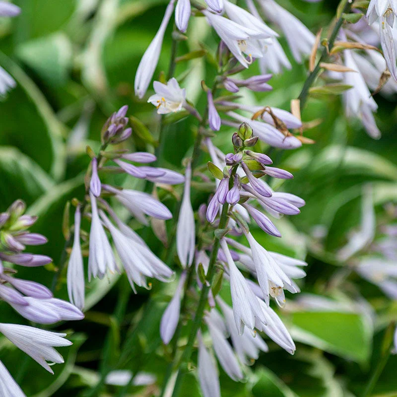 Patriot Hosta - Image 2
