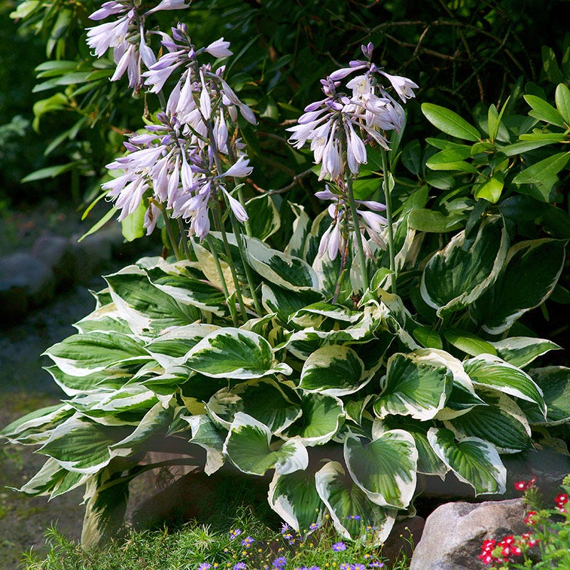 Patriot Hosta - Image 3