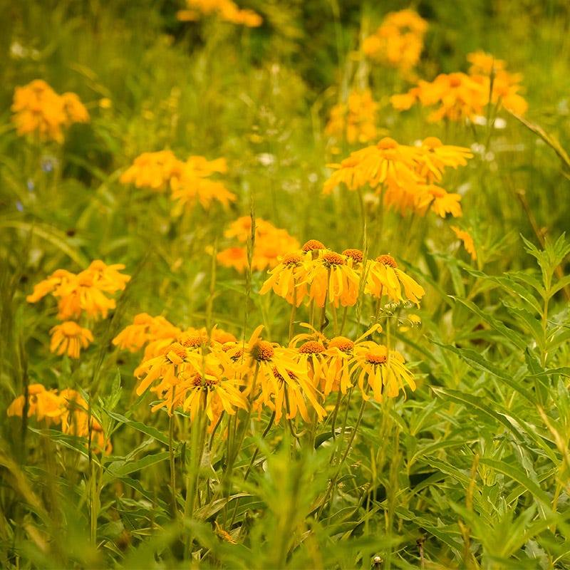 Owl's Claws (Hymenoxys) - Image 2