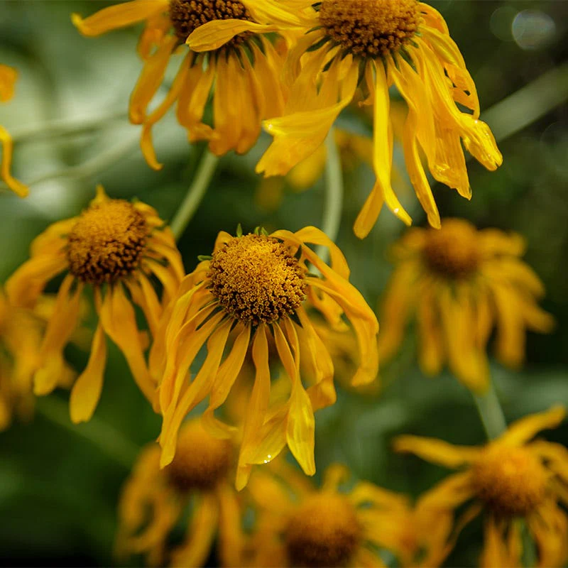 Owl's Claws (Hymenoxys) - Image 3