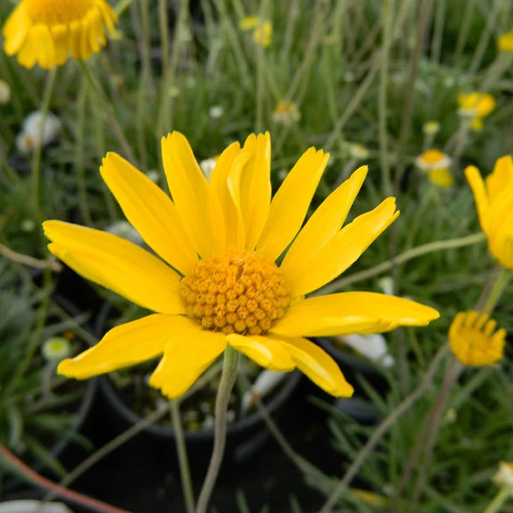 Sol Dancer Daisy (Hymenoxys) - Image 3