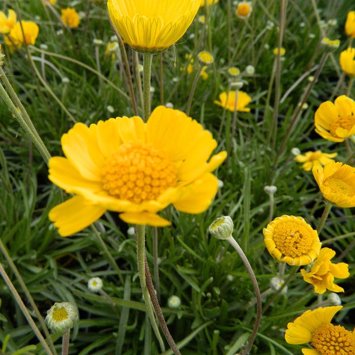 Sol Dancer Daisy (Hymenoxys) - Image 4
