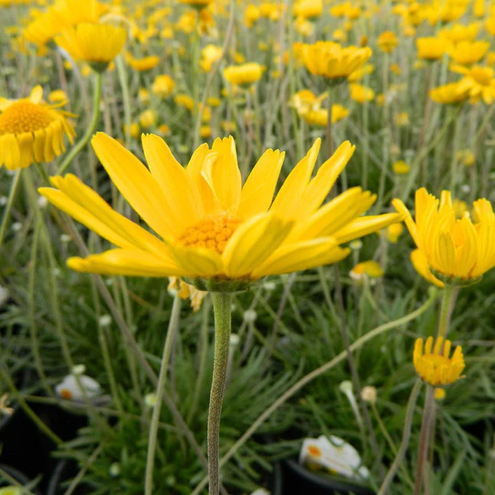 Sol Dancer Daisy (Hymenoxys) - Image 5