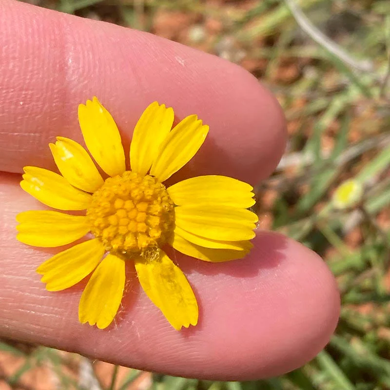 Thrift-Leaf Perky Sue (Hymenoxys) - Image 4