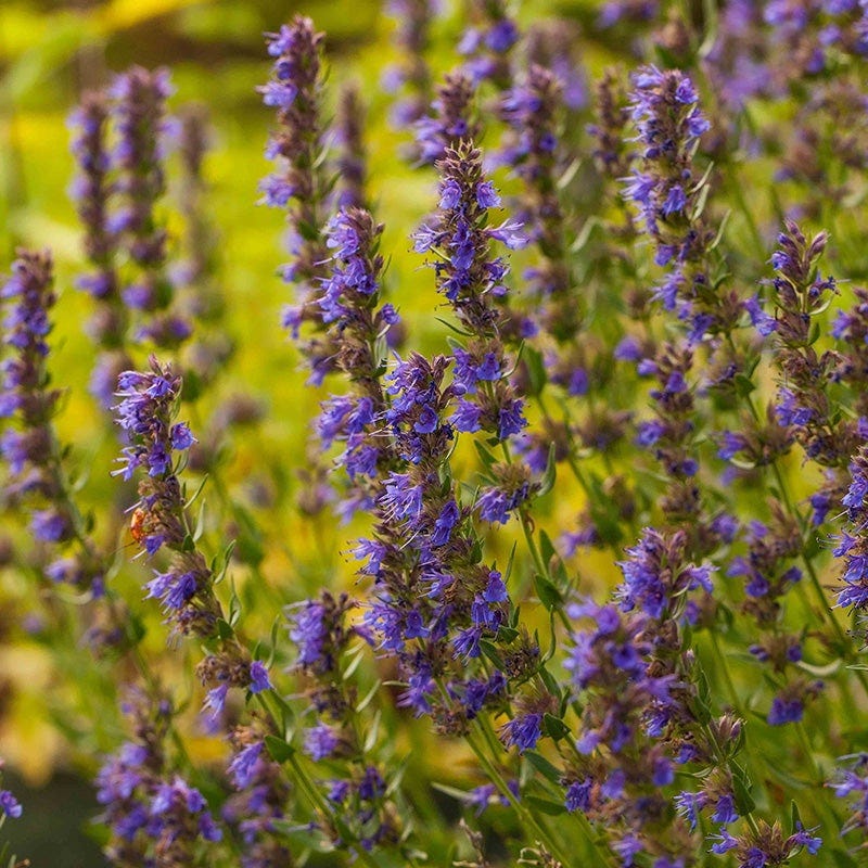 Blue Hyssop (Hyssopus) - Image 3