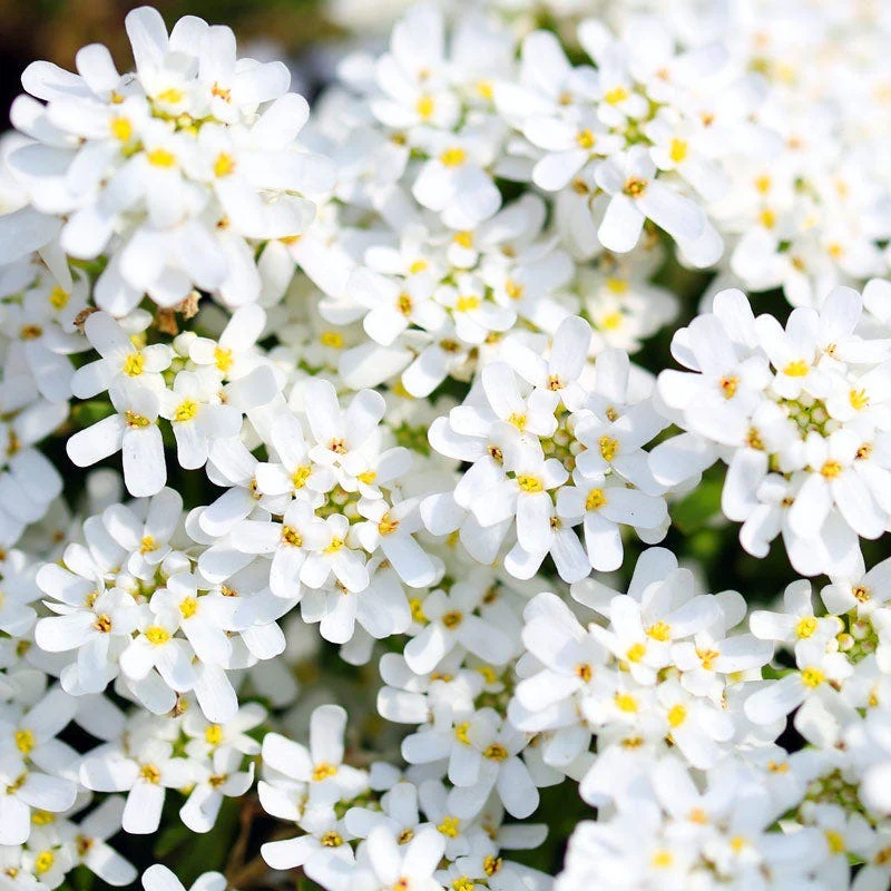 Purity Dwarf Candytuft (Iberis) - Image 2