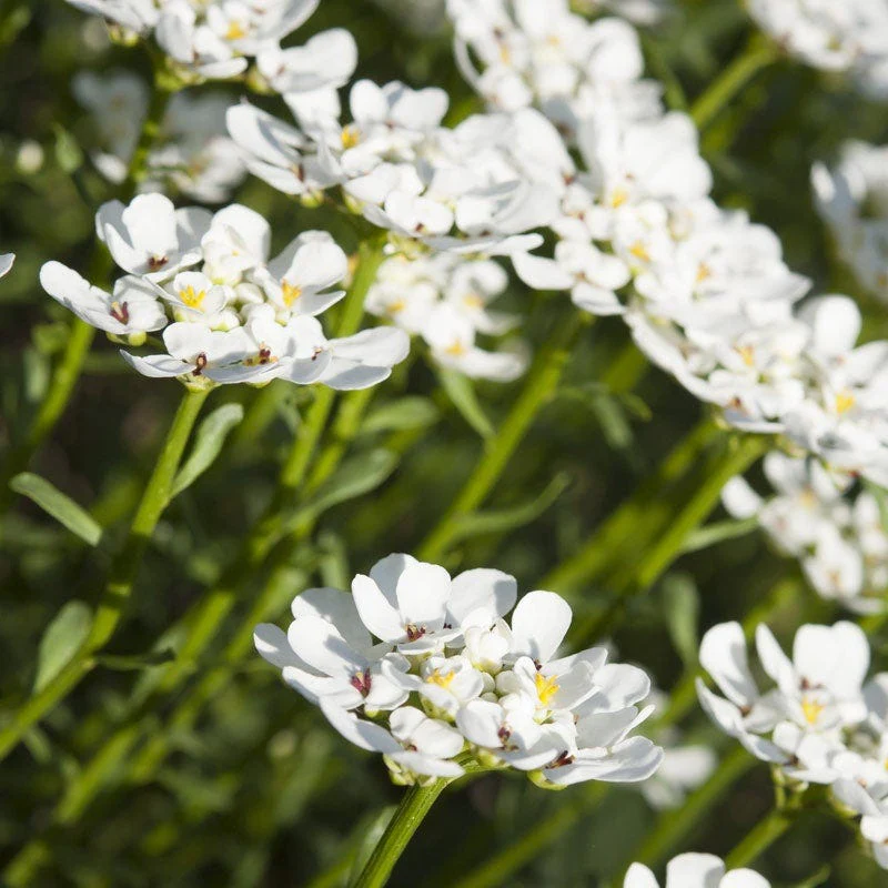Purity Dwarf Candytuft (Iberis) - Image 3