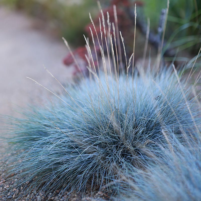 Idaho Perennial Collection - Image 9