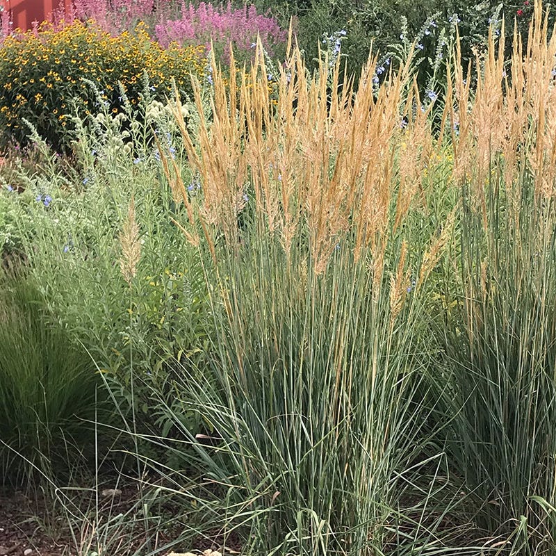 Thin Man Golden Prairie Grass - Image 3