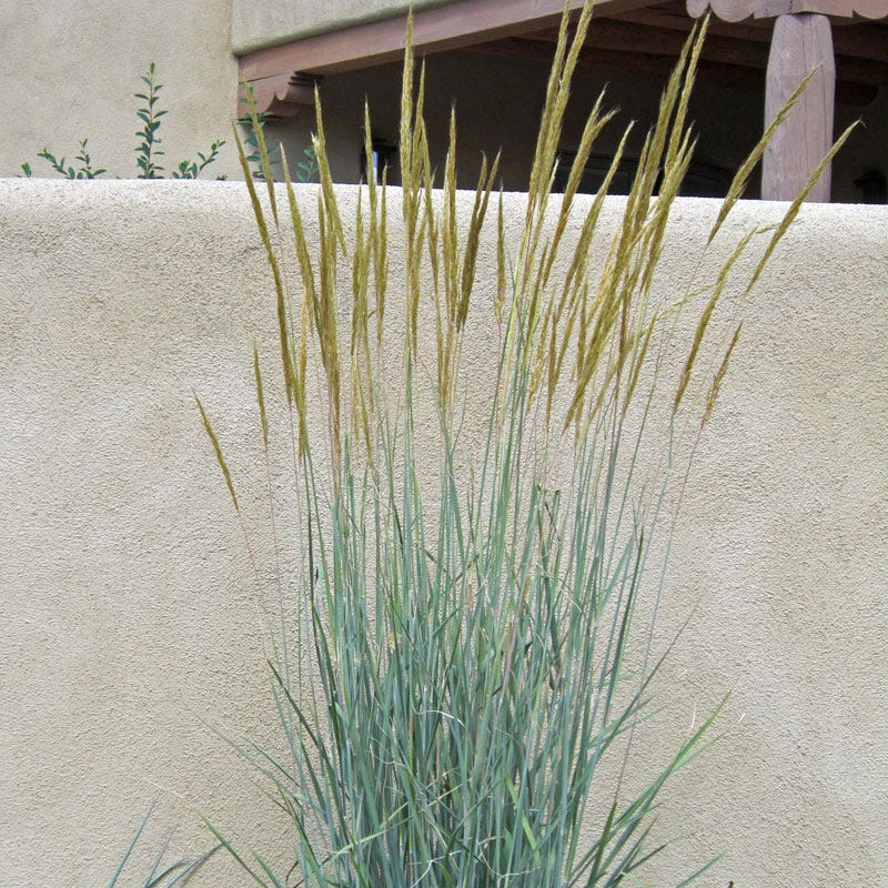 Thin Man Golden Prairie Grass - Image 4