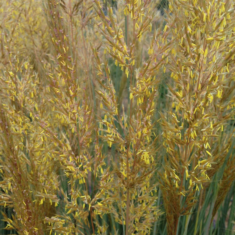 Thin Man Golden Prairie Grass - Image 5