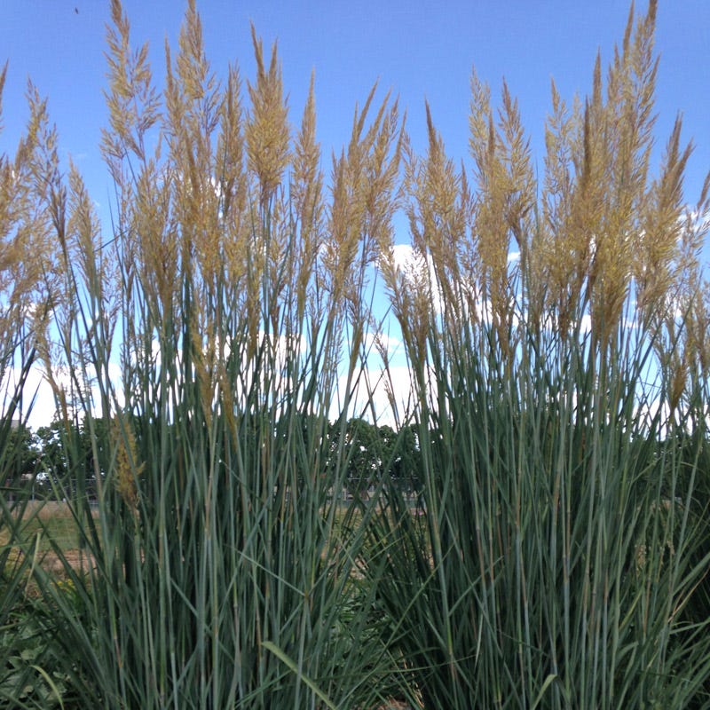 Thin Man Golden Prairie Grass - Image 6
