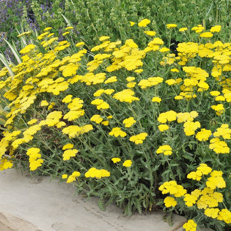 Jumbo Waterwise Pre-Planned Garden - Image 5