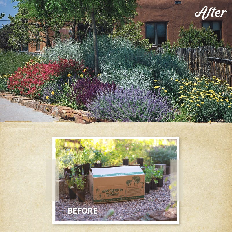 Extra Jumbo Waterwise Pre-Planned Garden - Image 3