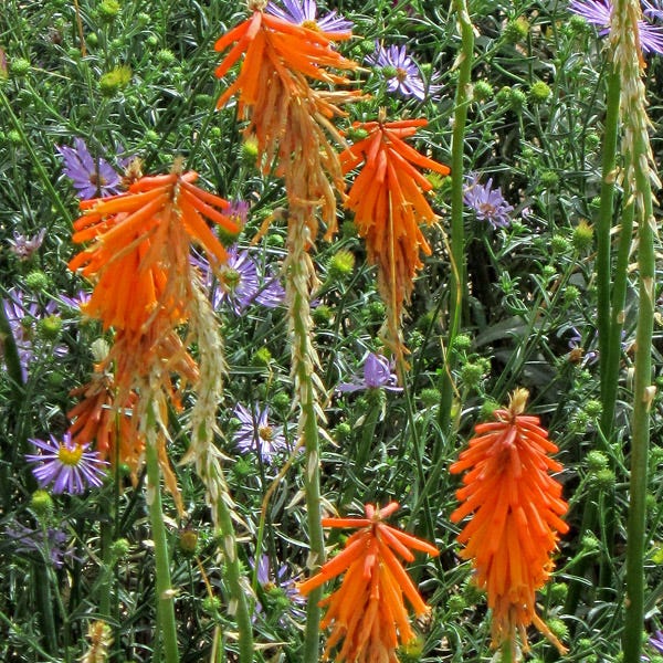 Dwarf Red Hot Poker - Image 6
