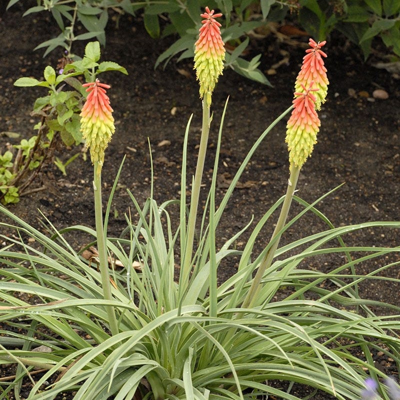 Fire Dance Red Hot Poker - Image 4