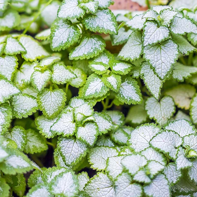 White Nancy Lamium - Image 3