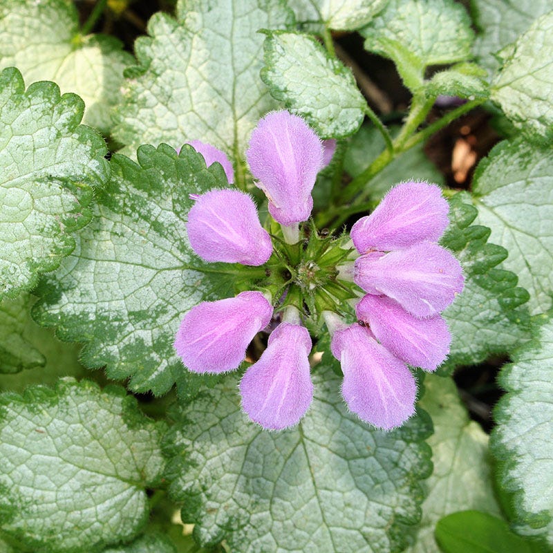 Orchid Frost Lamium