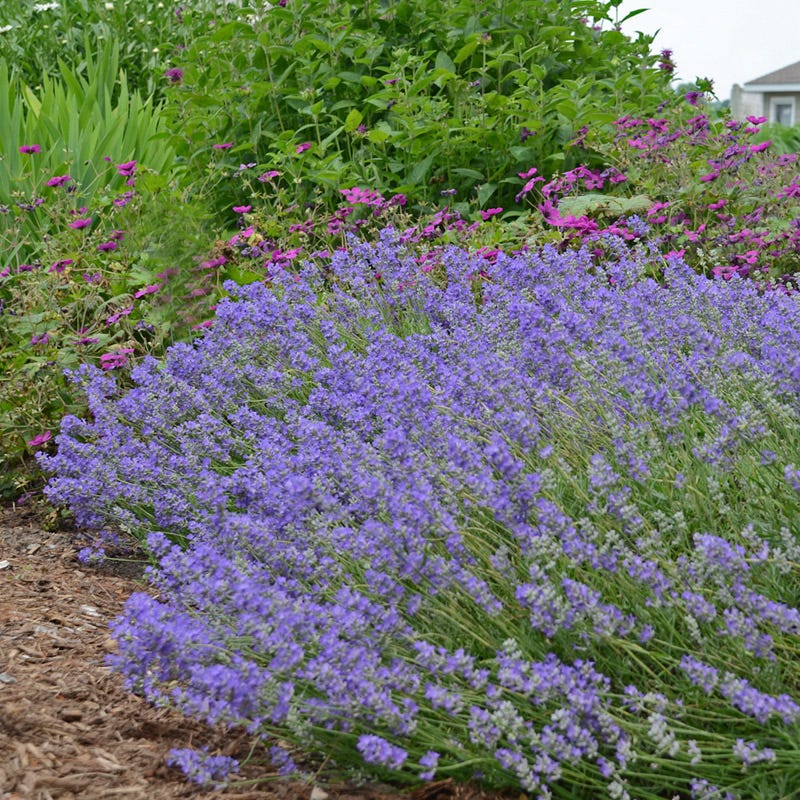 Long Blooming Lavender Collection - Image 5