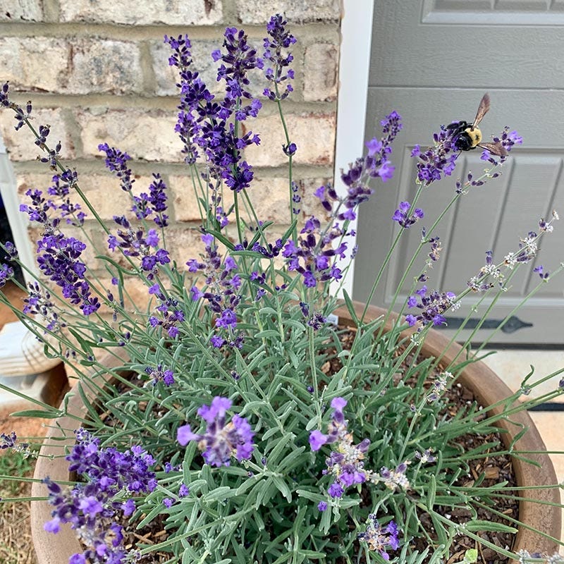 FlowerKisser® After Midnight English Lavender - Image 3