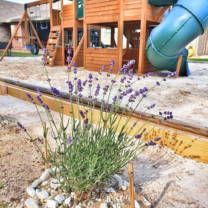 FlowerKisser® After Midnight English Lavender - Image 4