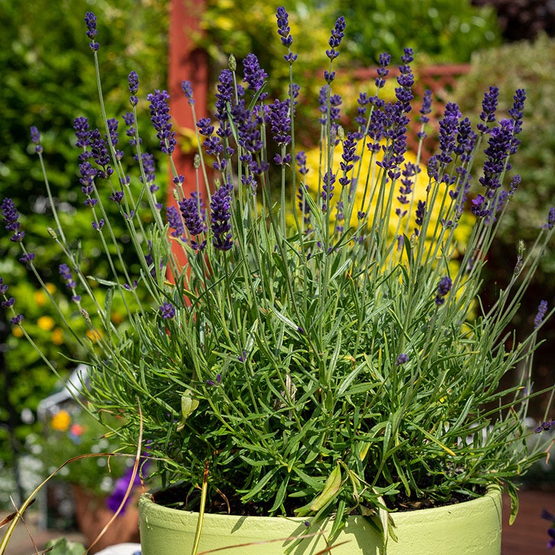 Hidcote Superior English Lavender - Image 3