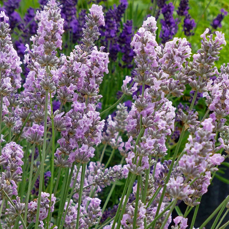 Miss Katherine English Lavender - Image 3