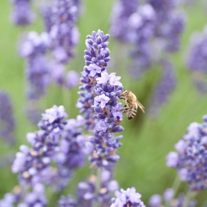 Royal Velvet English Lavender - Image 3