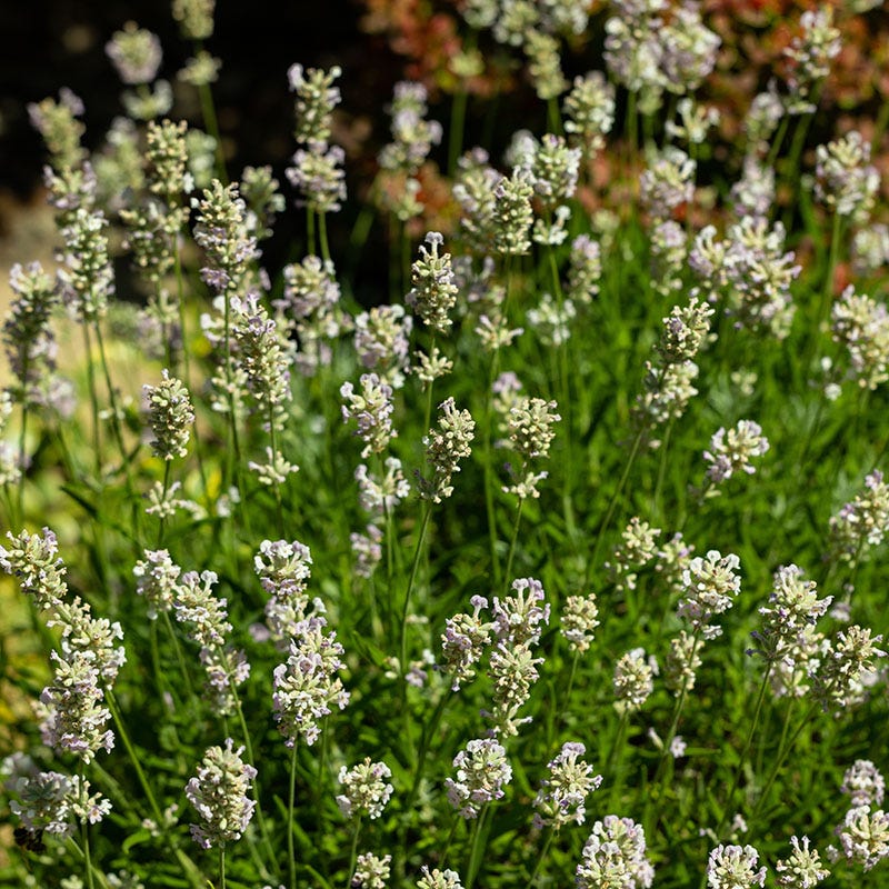 Edelweiss Lavender - Image 2