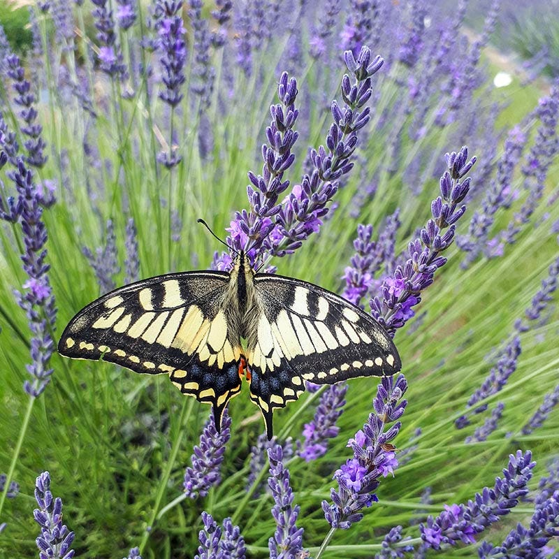 Phenomenal® Lavender - Image 4
