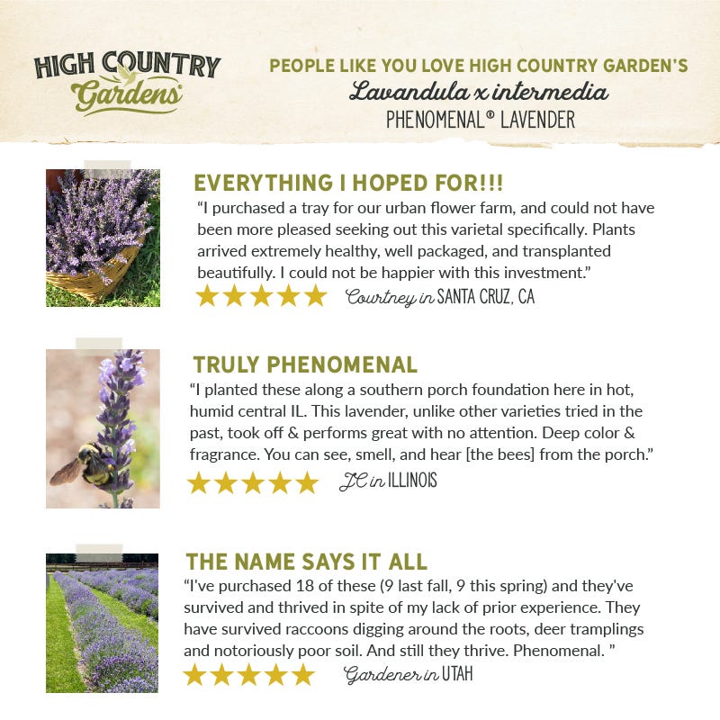 Phenomenal® Lavender - Image 5