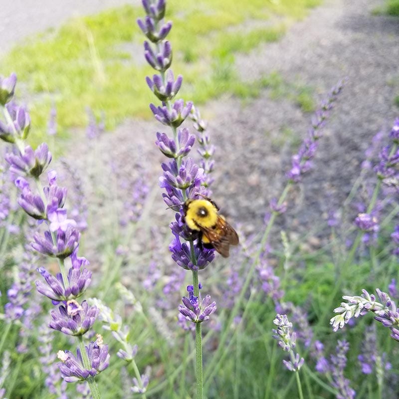 Phenomenal® Lavender - Image 7