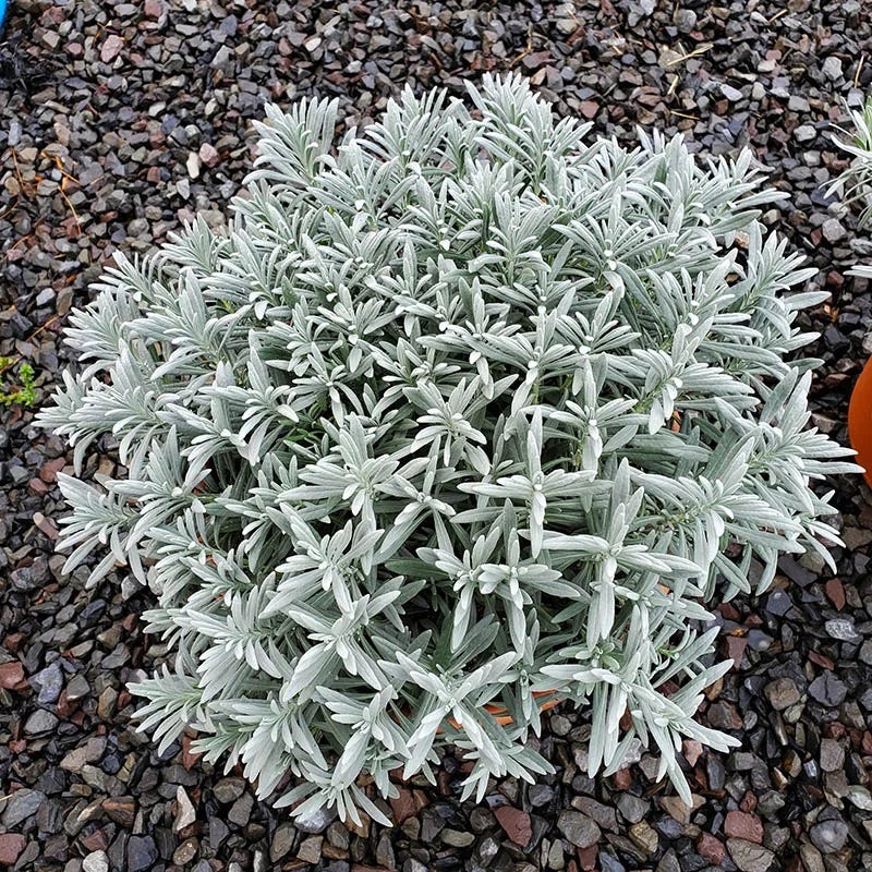 Sensational!™ Lavender - Image 3