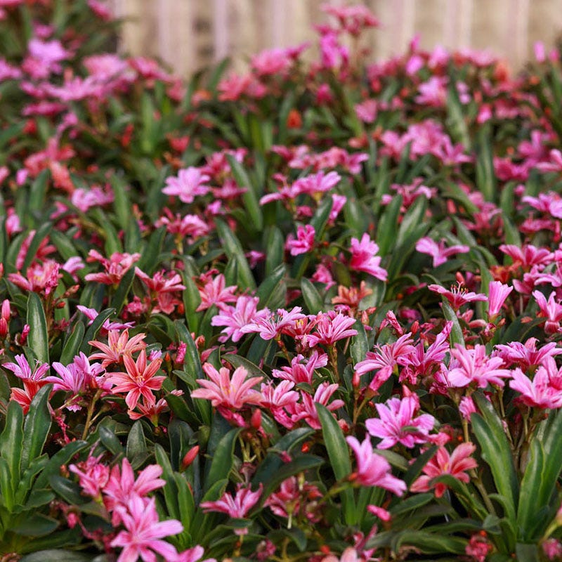 Little Plum Lewisia - Image 3