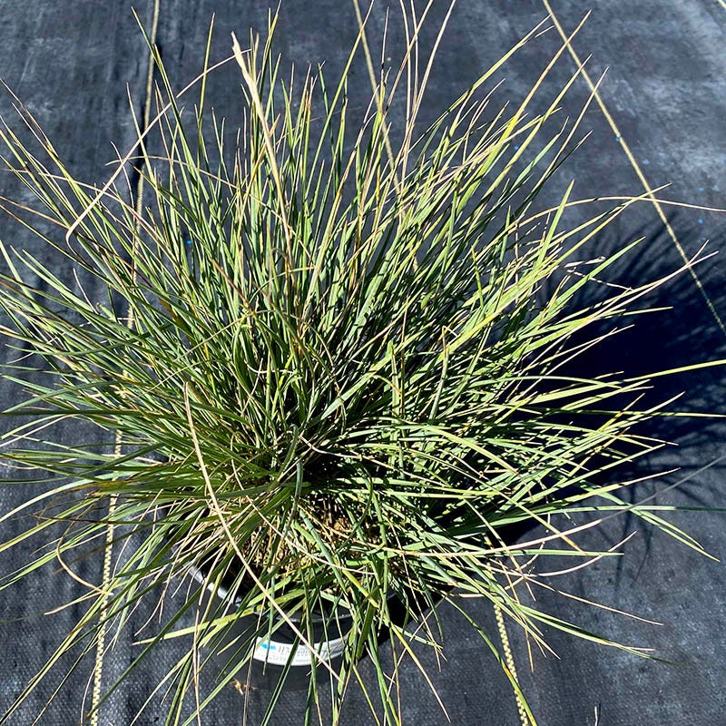 Basin Junior Wildrye - Image 3