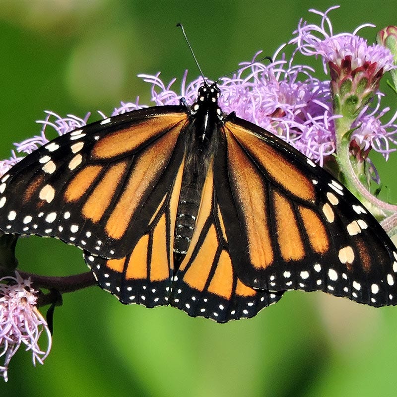 Meadow Blazing Star (Liatris) - Image 2