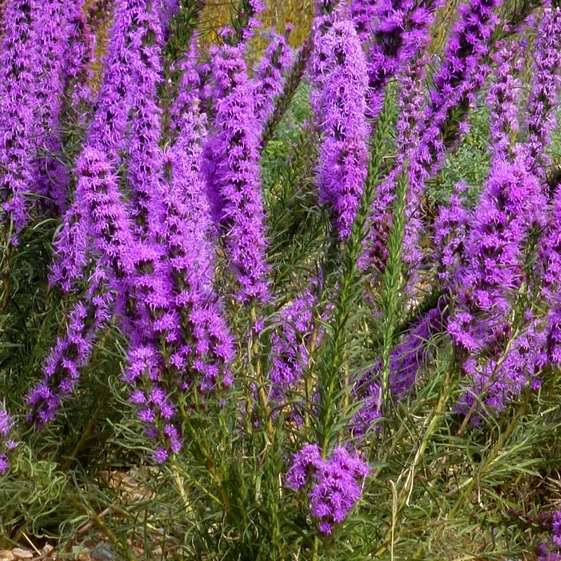 Pollinator Paradise Pre-Planned Garden - Image 10