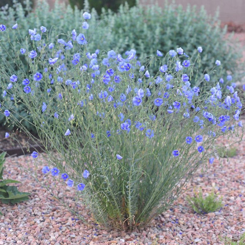 Appar Blue Flax (Linum) - Image 2