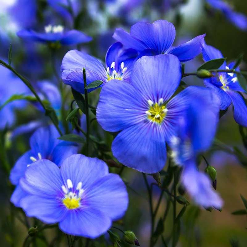 Appar Blue Flax (Linum) - Image 5